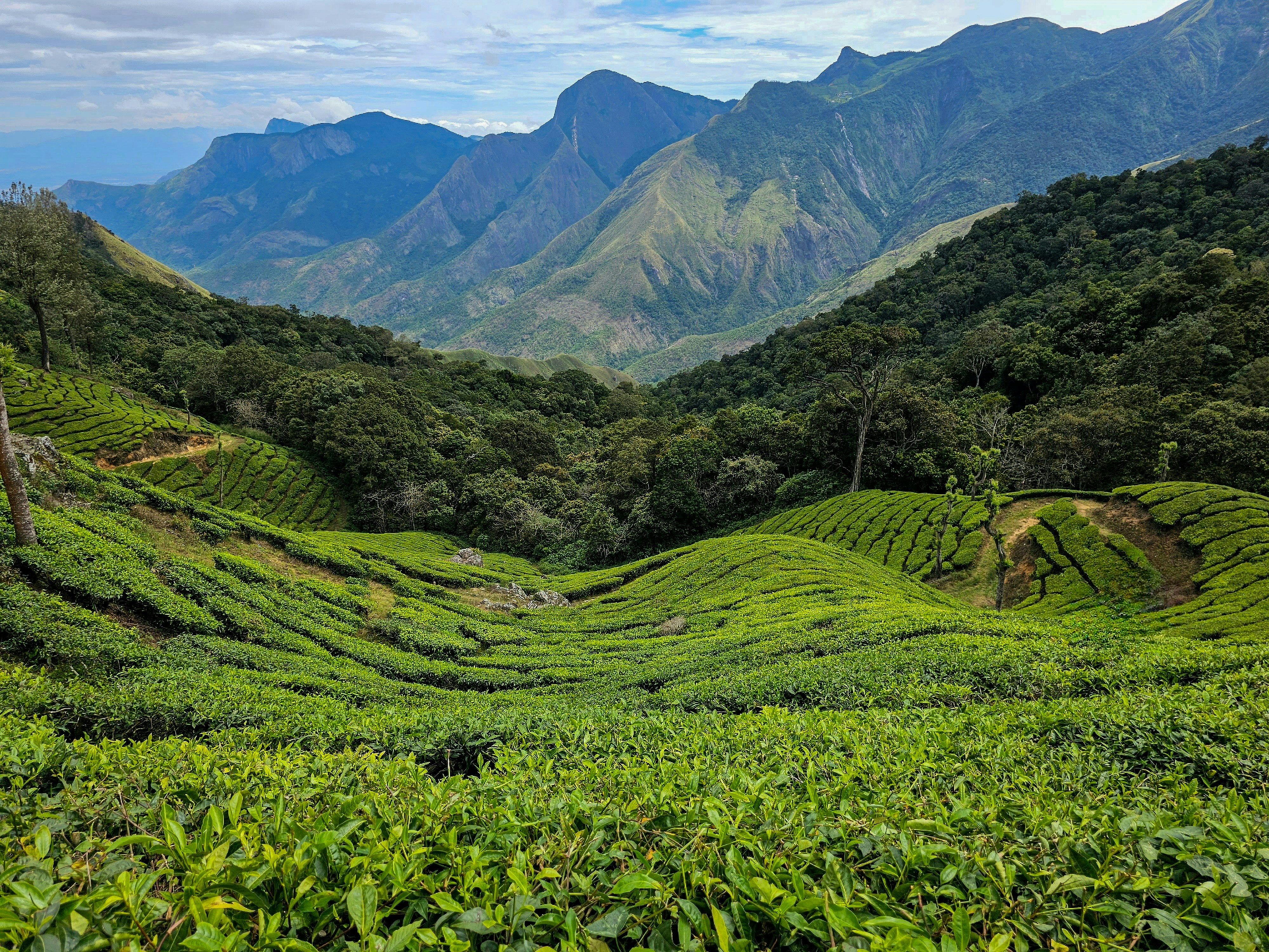 Basera Munnar